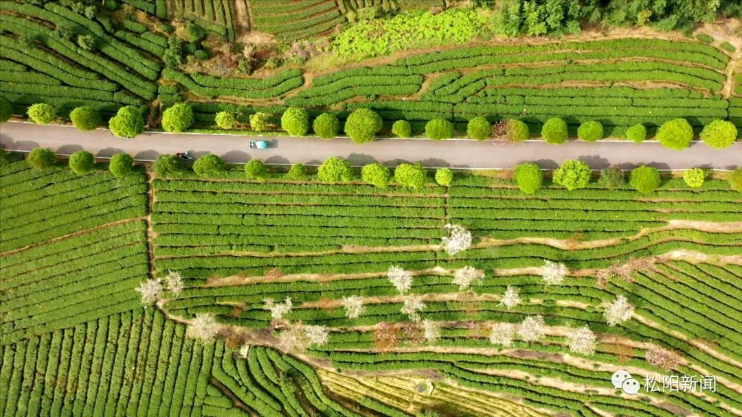 松阳茶·香天下丨网红茶、科技茶、致富茶——松阳茶市场之路越走越宽