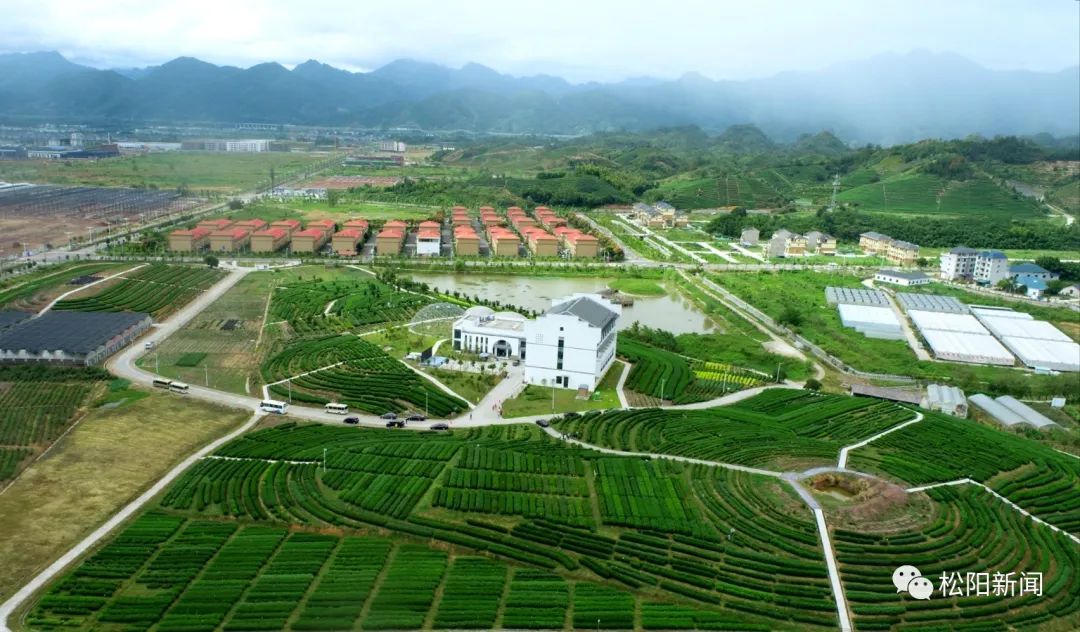 松阳茶·香天下丨网红茶、科技茶、致富茶——松阳茶市场之路越走越宽