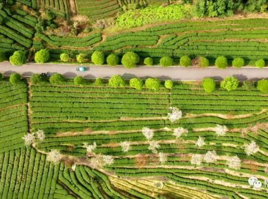 松阳茶·香天下丨网红茶、科技茶、致富茶——松阳茶市场之路越走越宽